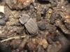 Asida sp.